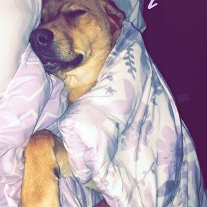 Meet your Posher, Sam